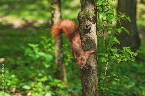 one Little funny squirrel on a tree
