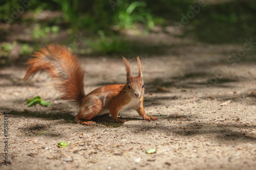 red squirrel in the park