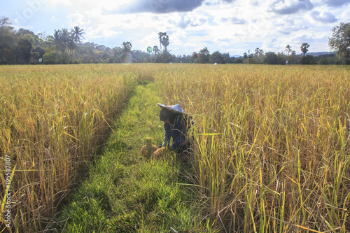 Harvest rice to eat.