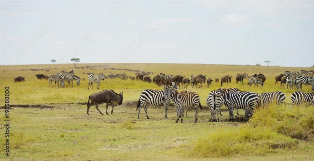 Zebras in the savanna Zebras in the savanna