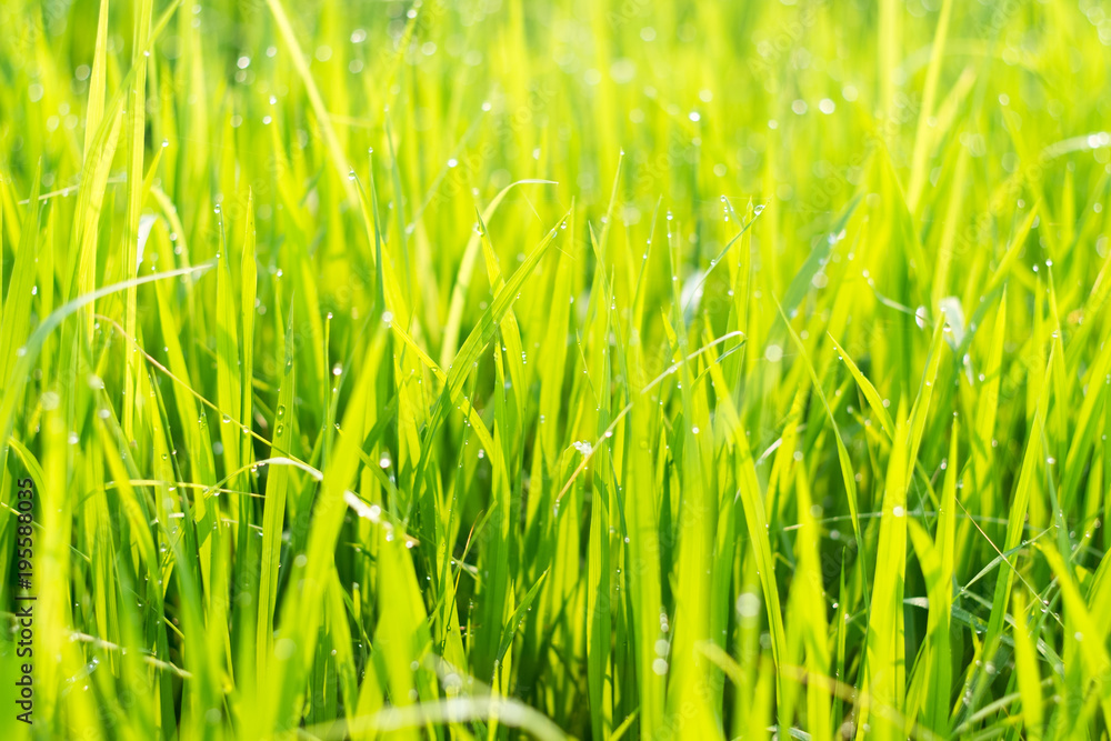 Close up Green rice field with water drop Close up Green rice field with water drop