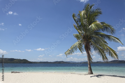 Fototapeta Naklejka Na Ścianę i Meble -   large palm tree on a white deserted beach under a bright blue sky in the Philippines