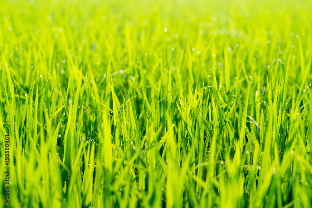 Close up Green rice field with water drop