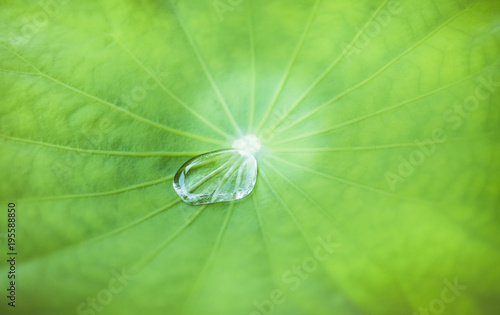 Water Droplet with white flare on lotus leaf for background