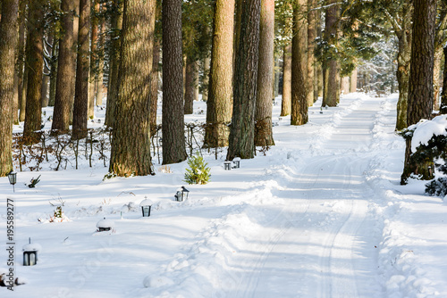 Forest cemetery with lanterns by the graves in winter. Newly plowed lane among the pine trees. photo