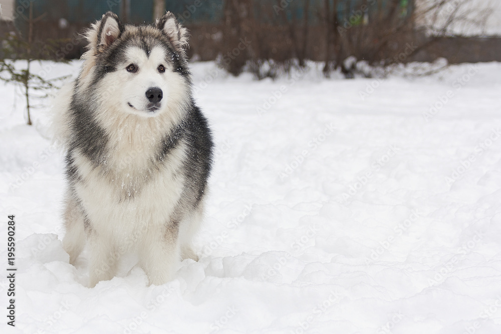 Породистая собака стоит на снегу