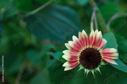 Cosmos flowers blooming in the garden selective focus.