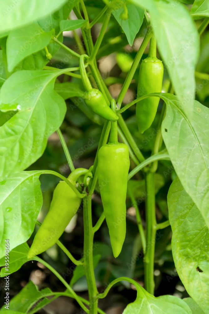 Banana pepper, Paprika or Garden Pepper on crop Banana pepper, Paprika or Garden Pepper on crop