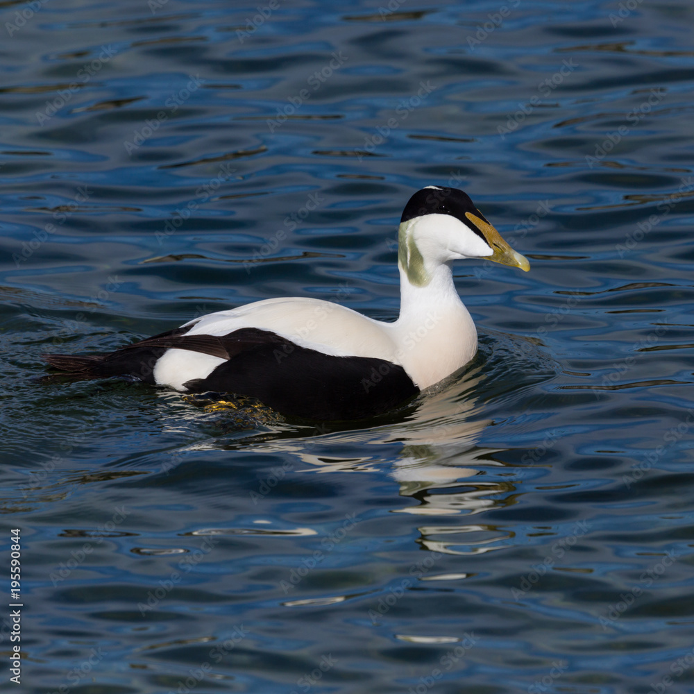 portrait male eider duck (somateria mollissima) swimming, blue water, sunshine