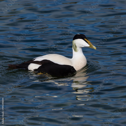 portrait male eider duck (somateria mollissima) swimming, blue water, sunshine