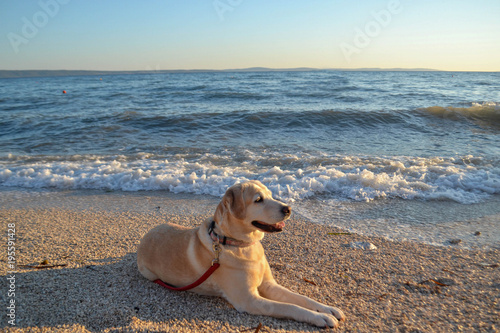 Closeup of white Labrador retriever dog sunbathing at the beach by the sea 