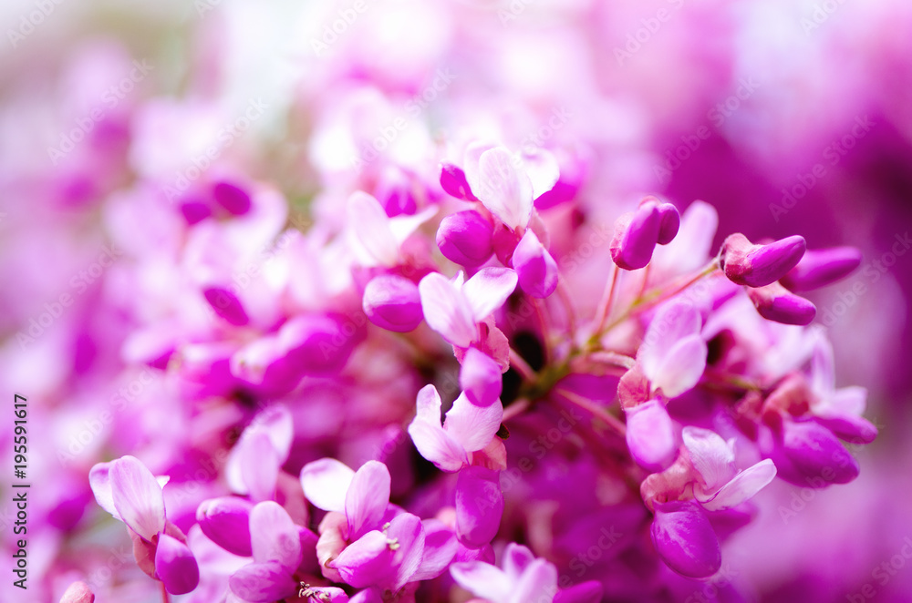 Macro of eastern redbud tree's. Blooming Judas tree. Cercis siliquastrum, canadensis. Pink flowers banch. Summer and spring concept, copy space Macro of eastern redbud tree's. Blooming Judas tree. Cercis siliquastrum, canadensis. Pink flowers banch. Summer and spring concept, copy space