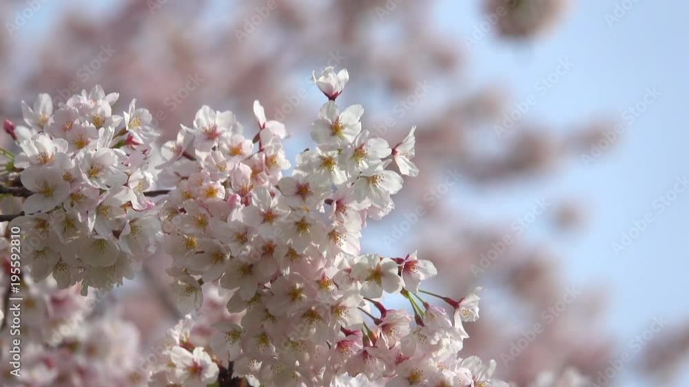 Cherry blossoms in full bloom Cherry blossoms in full bloom