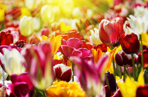 Fototapeta Naklejka Na Ścianę i Meble -  tulpen gelb rot licht strahlen