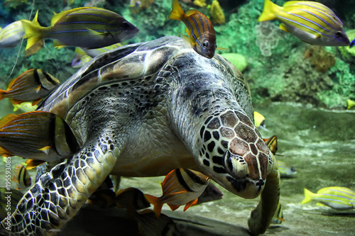 Beautiful sea turtle in aquarium surrounded by fish