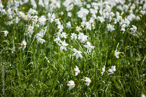 field of daffodils in the summer