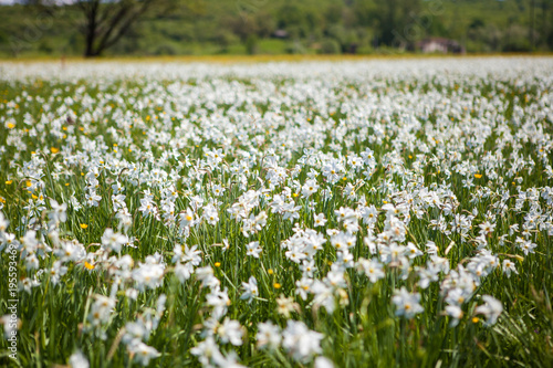 field of daffodils in the summer