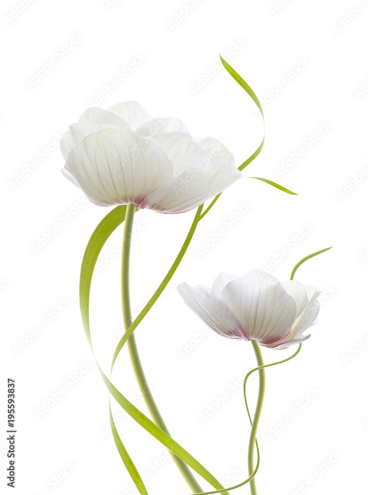 pareja de flores blancas aislada en fondo blanco Stock Photo | Adobe Stock