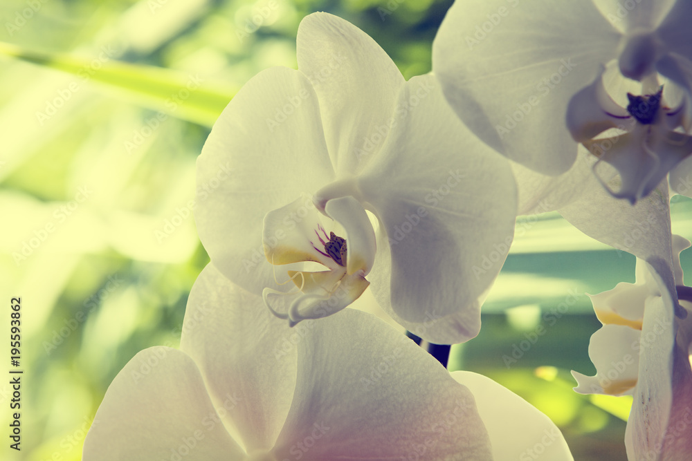 orquídeas blancas con efecto vintage con fondo de hojas verdes foto de  Stock | Adobe Stock