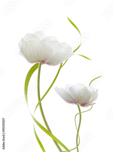 pareja de flores blancas aislada en fondo blanco