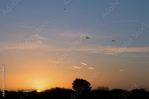 Dawn and  Birds