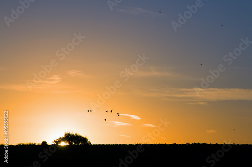 Woodpigeons at Sunrise