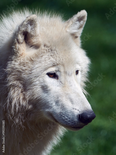 Arctic wolf  Canis lupus arctos 