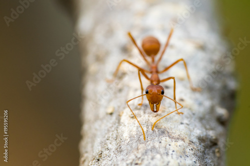 Wallpaper Mural Red or yellow Ant look at the camera. Ants are signaling fear to the enemy if they are near may hurt. Torontodigital.ca