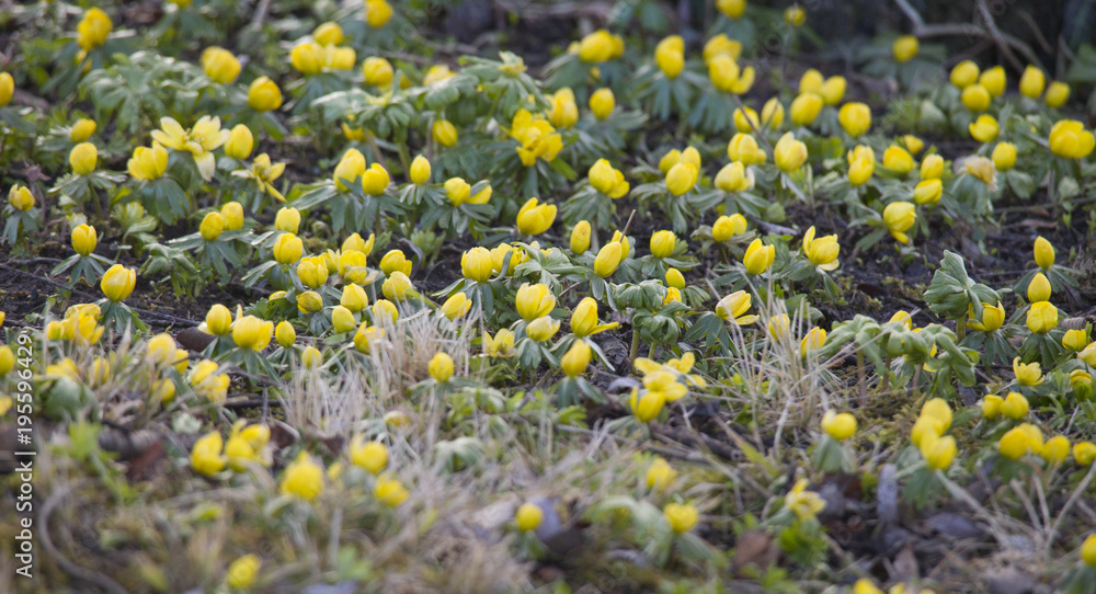 Winter aconite on the forest floor between leaves Winter aconite on the forest floor between leaves