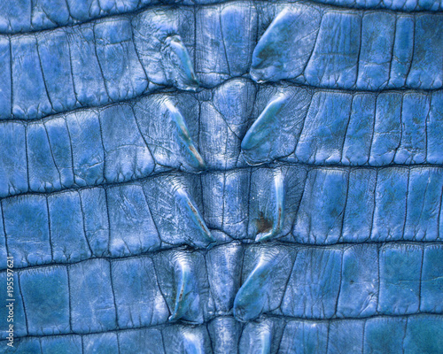 Obraz na płótnie cuir bleu de crocodile 