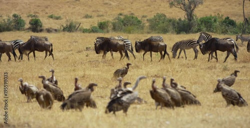 Gnus and zebras walking by eagles
