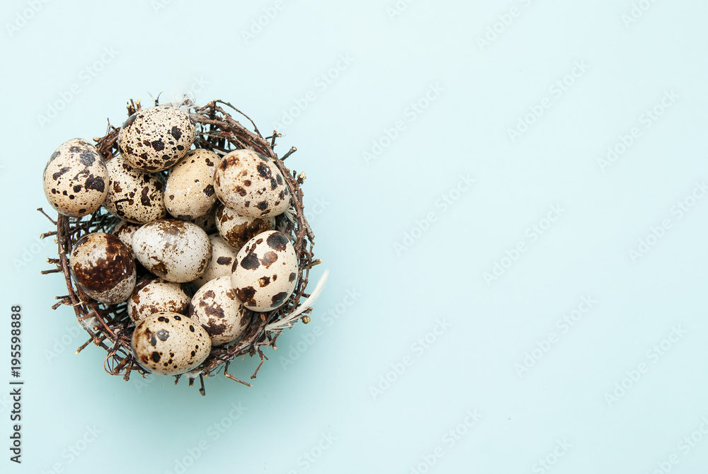 Quail eggs on light blue background.
Quail eggs on light blue background.