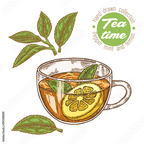 Hand drawn cup of tea. Herbal tea with lemon and mint isolated on white. Vector illustration. Design for packaging.