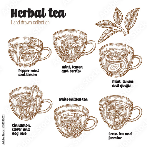 Hand drawn various herbal tea. Recipe for health. Cups with tea isolated on white. Vector illustration.