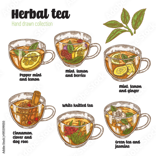 Hand drawn various herbal tea. Recipe for health. Cups with tea isolated on white. Vector illustration. Kolored sketch drawing.