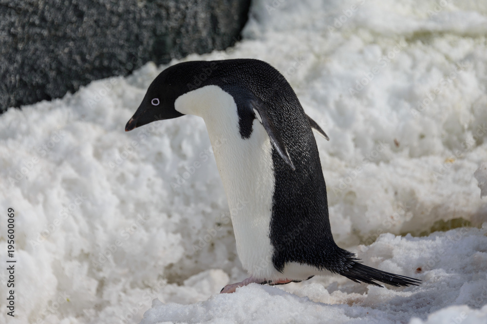 Fototapeta premium Adelie penguin on snow