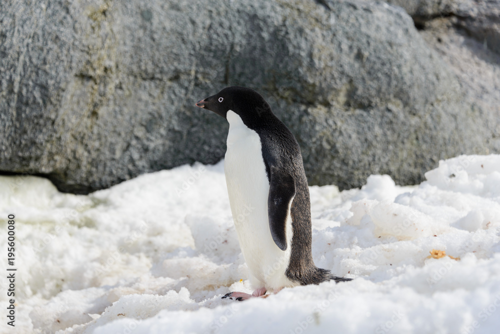 Obraz premium Adelie penguin on snow