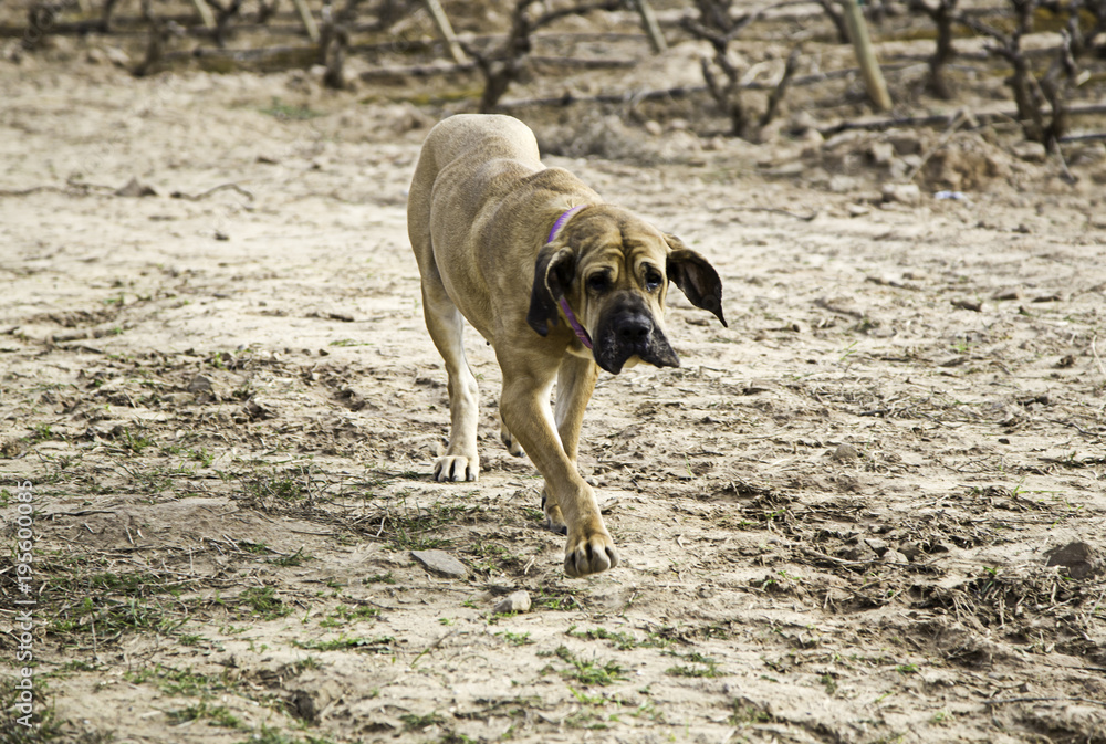 Obraz premium Dog fila brasileiro