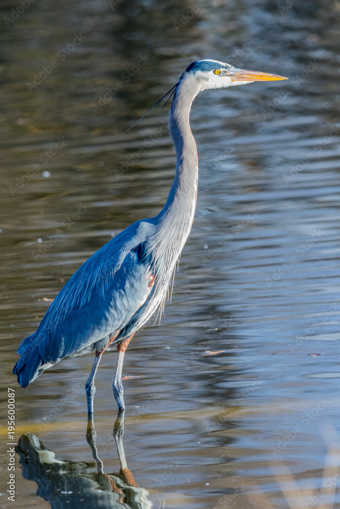 Fototapeta premium Great Blue Heron #1
