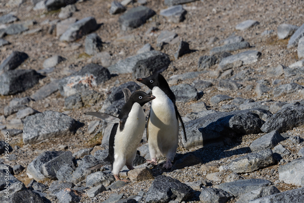 Naklejka premium Adelie penguins on beach