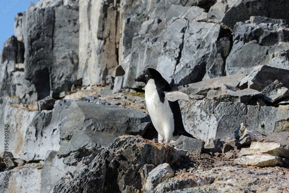 Obraz premium Adelie penguin on rock