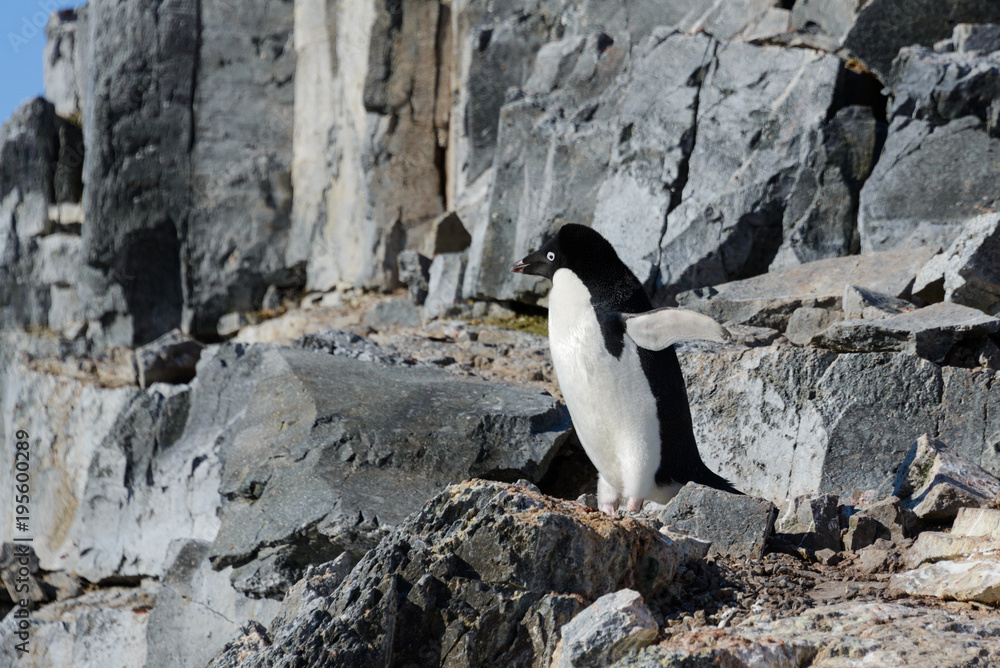 Obraz premium Adelie penguin on rock