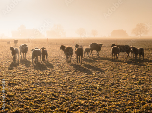 herd of sheeps on a misty meadow, switzerland