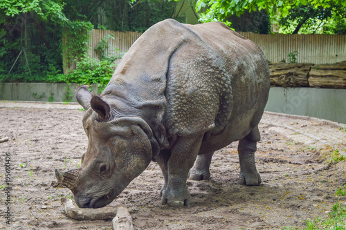 Rhinoceros playing with a stick © Laila