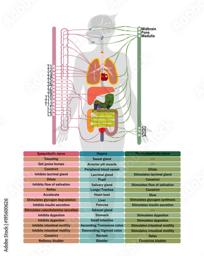 Autonomic nerve 4000x5000.ai