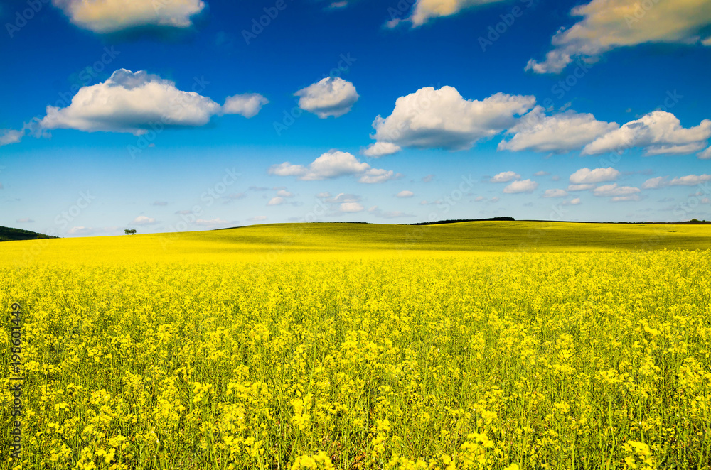 beautiful rape field beautiful rape field