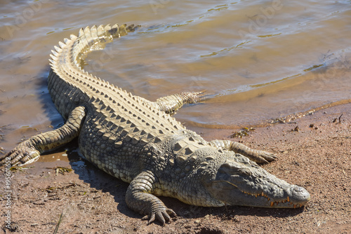 crocodile resting on the banks of a dam photo