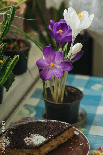 Spring flowers purple crocuses and cake on a table by the window in the rays of the morning sun.