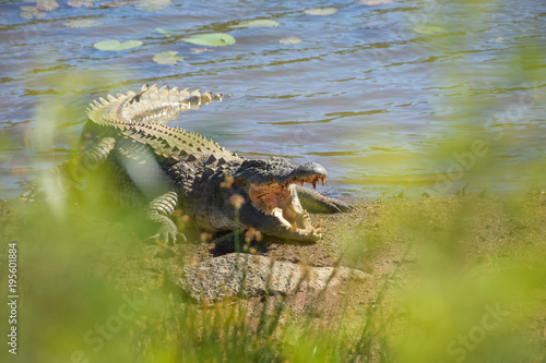 crocodile resting on the banks of a dam