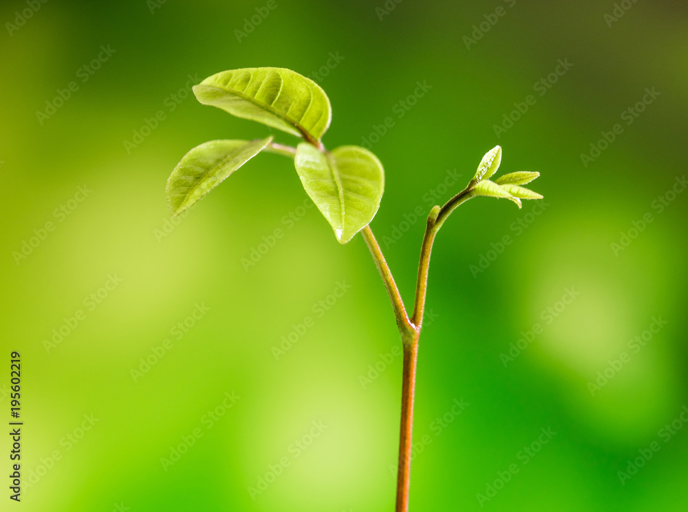 Bud leaves of young plant seeding in forest Bud leaves of young plant seeding in forest